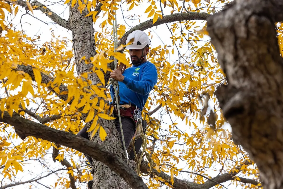 Skilled Tree Trimming crew working in Elkader
