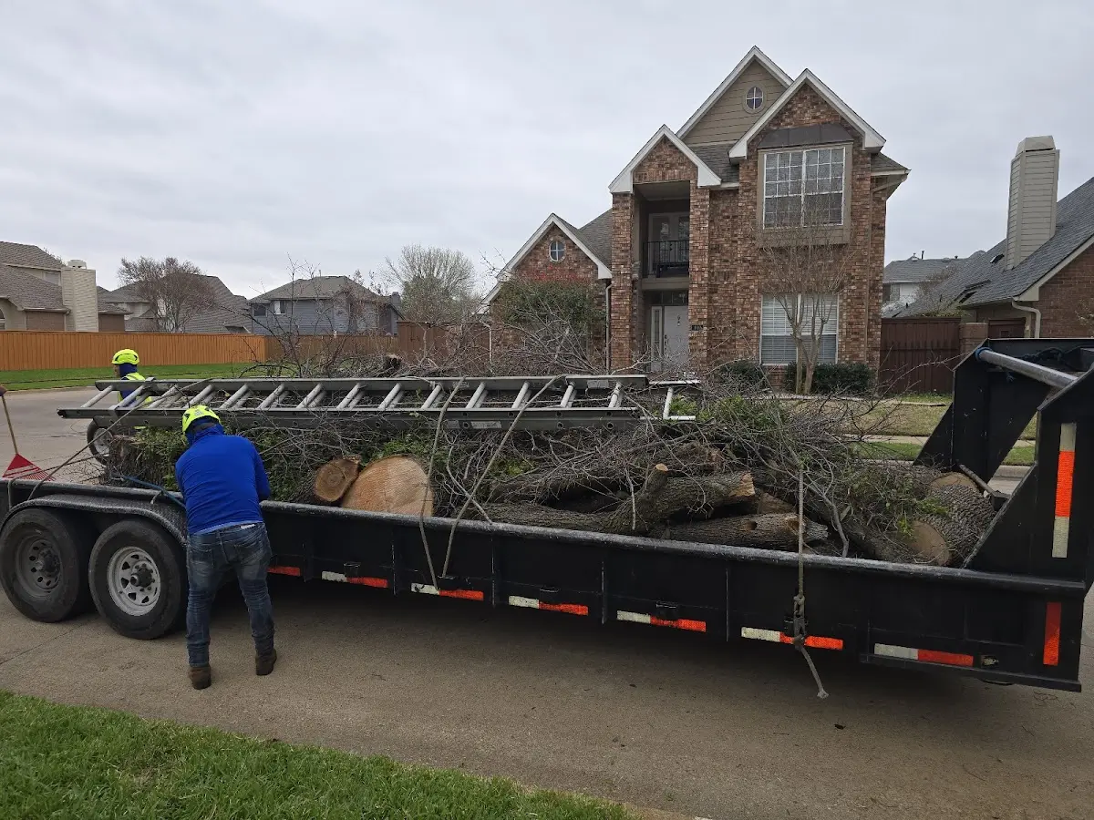 Expert Tree Removal with proper safety equipment in Elkader